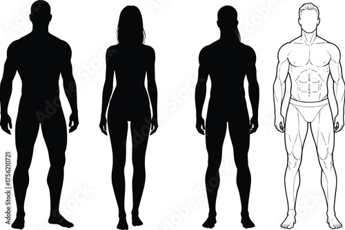 Human figure comparison illustration, male and female body types, silhouette and anatomical sketch, fashion reference, cad drawing flat vector illustration