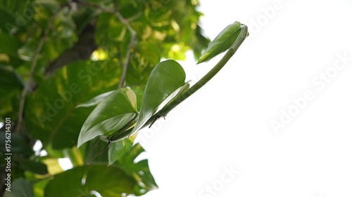 Nadir plane of a climbing plant