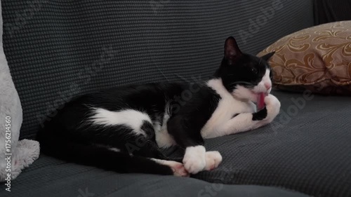 cat grooming itself on a sofa