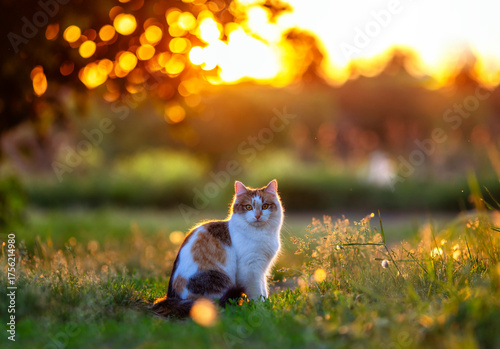 cute fluffy cat lying in spring garden on grass in golden sunset light