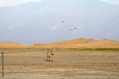 Africa, Tanzania, zebra with flying flamingos