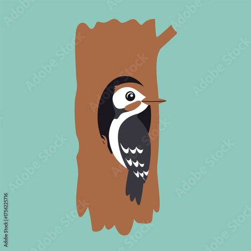 Woodpecker Peeking Out of a Hole in a Brown Tree Trunk Against a Teal Background Keywords: woodpecker, bird, animal, tree, trunk, hole