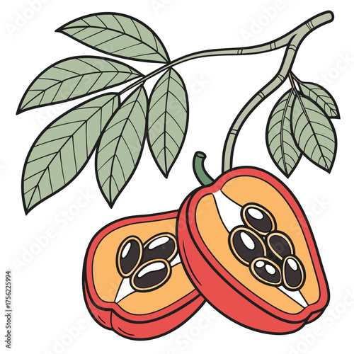 Ackee Food Vector Illustration