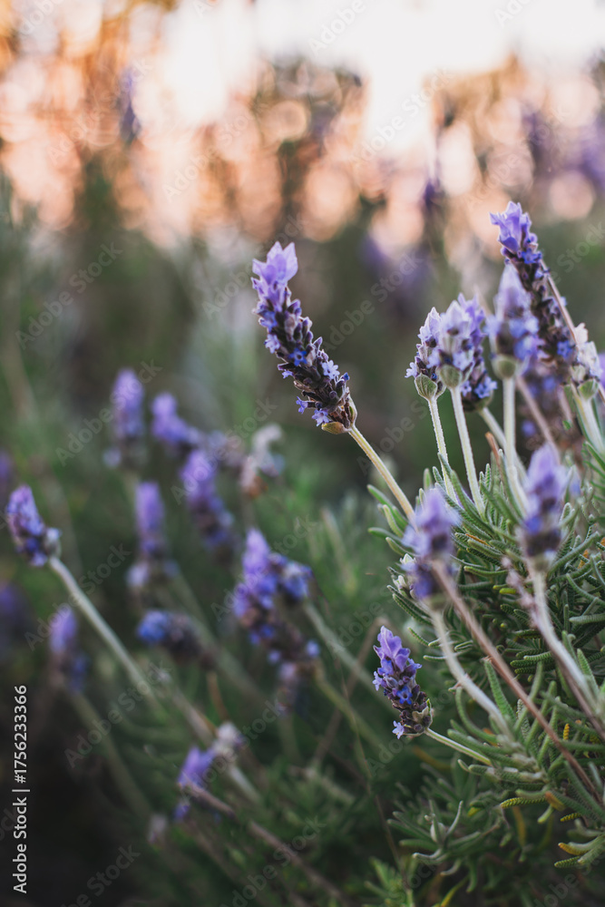 Obraz premium Beautiful lavender sprigs on a sunny summer day.