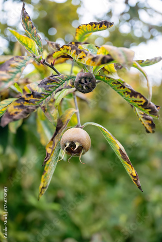 Obraz na plátně Medlar fruit on tree