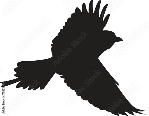 eagle silhouette vector