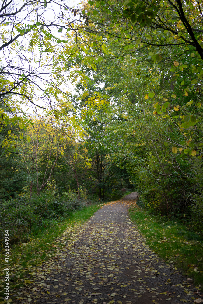 Fototapeta premium Golden autumn forest filled with vibrant orange, red, and yellow leaves. Warm sunlight filters through tall trees, illuminating a peaceful woodland path covered with fallen foliage