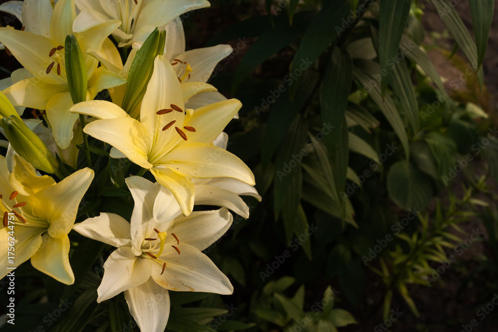Fototapeta premium Flowers of Lilium candidum among plants in the garden. Close-up. DOF