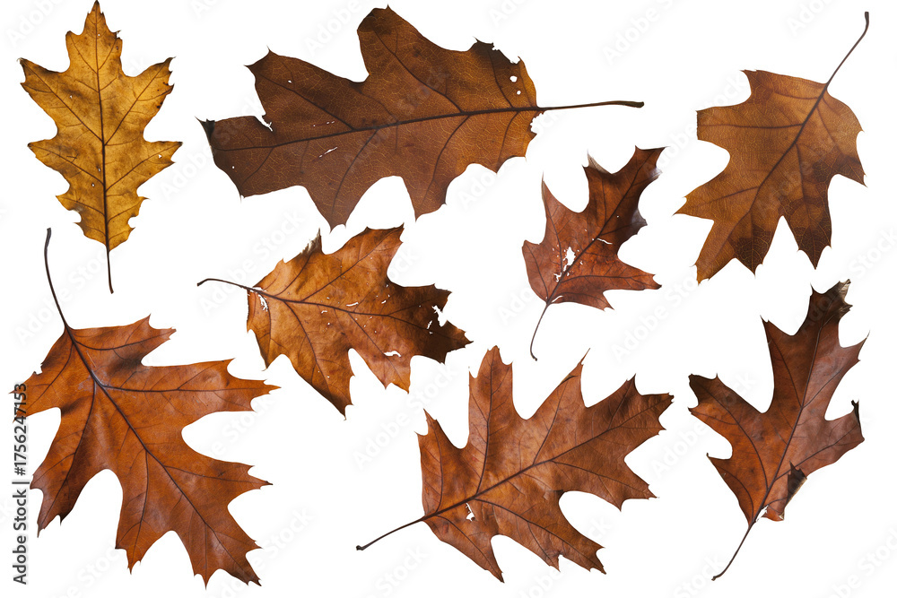 Naklejka premium autumn maple leaf