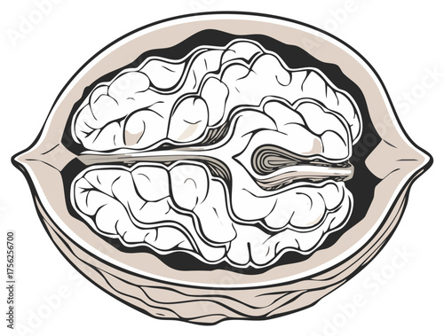 Stylized Illustration of a Halved Walnut Showing Intricate Texture and Brain-Like Shape