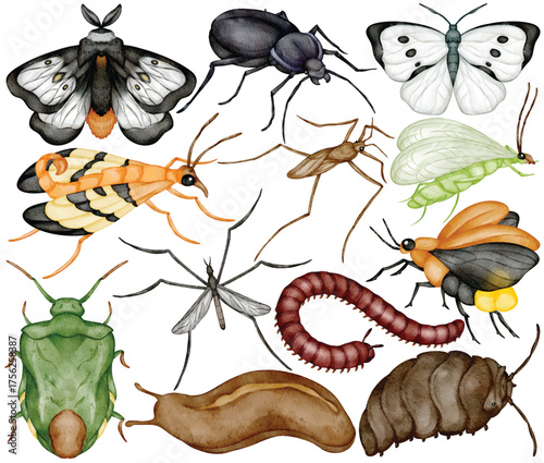 Watercolor insect clip art illustration with butterfly moth ant beetle worm slug fly aphid and bug element in realistic decorative handdrawn nature and entomology design