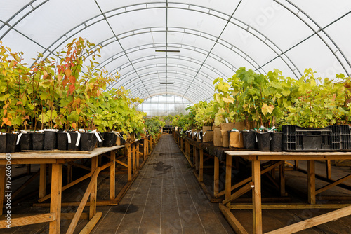 Grape seedlings inside a modern greenhouse, showcasing the early stages of viticulture and protected agriculture