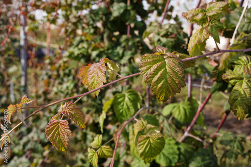 A close-up of beautiful grape vine leaves turning vibrant shades of red, and green during the autumn season. Shallow focus.