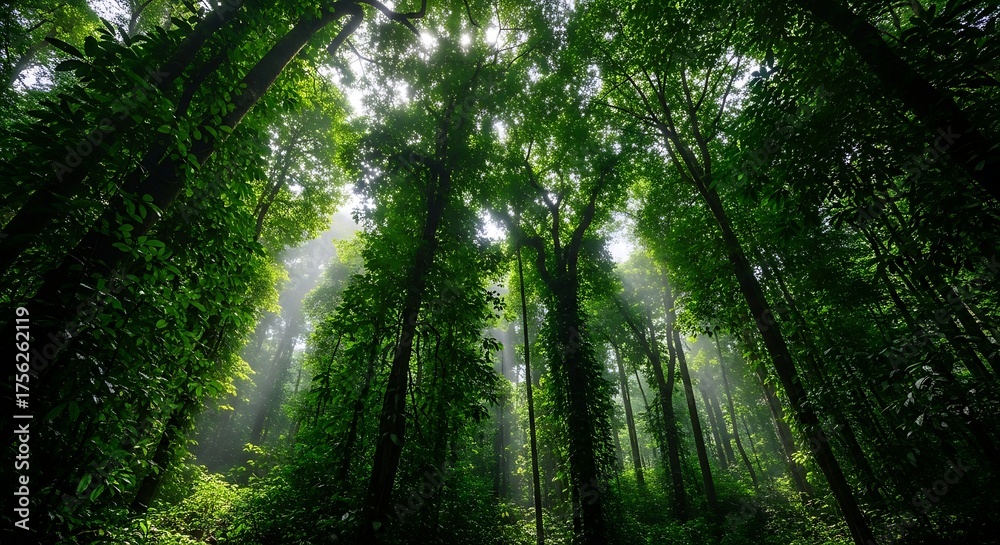 Naklejka premium Majestic Forest Canopy - Upward Perspective of Lush Green Trees, Sunlight Filtering Through.