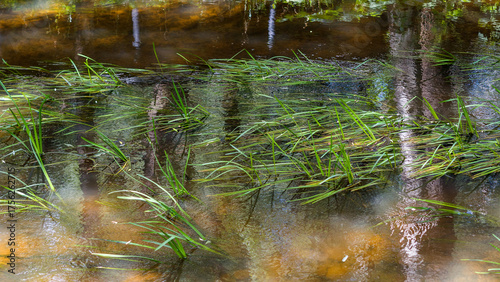 river in the forest