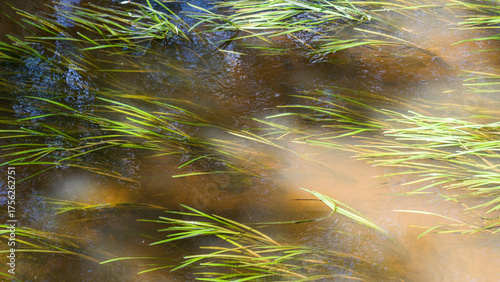 river in the forest