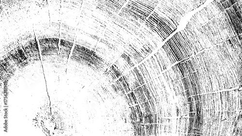 Grunge cross section of tree trunk with detailed organic wood texture rings cracks and natural circular pattern design.