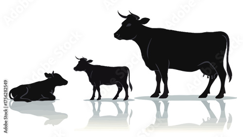 Cow Family Silhouette with Reflection calf progression