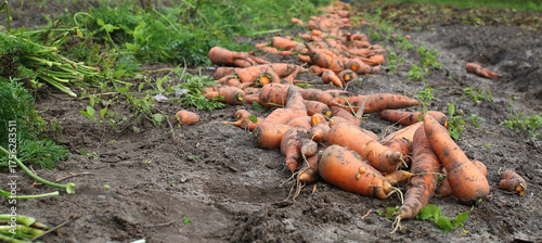 Freshly picked carrots dug from a bed on farmland. Harvest. Concept of a good harvest, world food crisis.