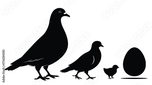 Pigeon Family Silhouette with Egg depicti definition