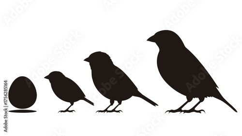 Bird and Egg Silhouettes in Progression chick sparrow
