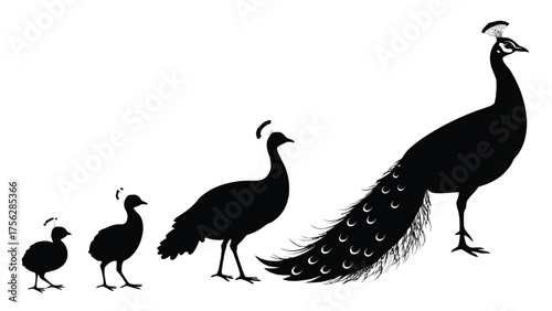 Peacock Family Silhouettes in Black peahen chick