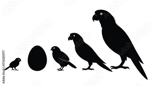 Silhouette of Bird Growth Stages and Egg chick