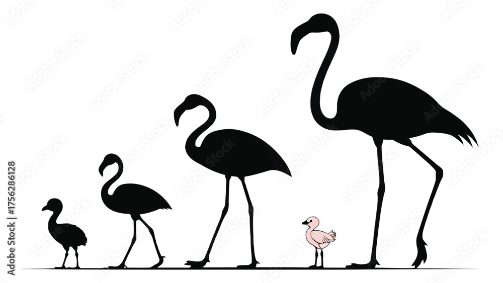 Fototapeta premium Flamingo Growth Stages Silhouette vector showing