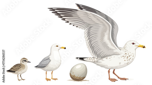 Seagull Life Cycle Stages with Egg bird chick