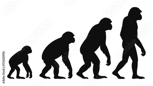 Silhouette of Human Evolution from Ape to Man primate