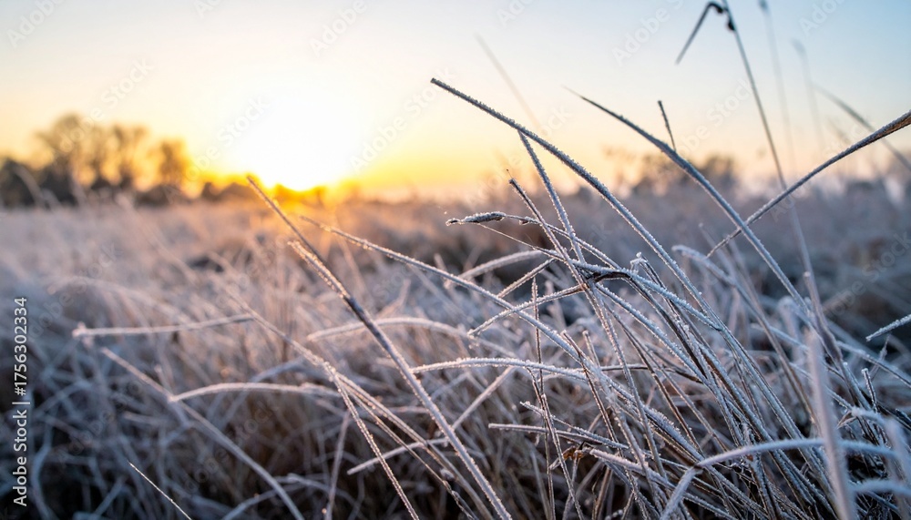 Fototapeta premium Frost rim on dry grass blades in open field under pale winter sunrise