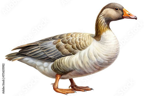 Illustration of a detailed illustration of a greylag goose standing on its legs, isolated on transparent background