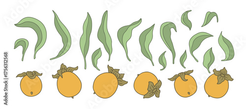 Line art persimmon hand drawn clipart set. Vintage orange fruit and leaves vector illustration bundle