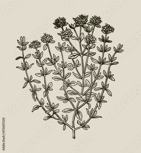 Thyme herb vintage botanical engraving Thymus vulgaris illustration