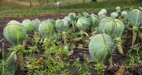 Bed with ripe round cabbage heads on farmland. Harvest. Concept of good harvest, world food crisis.