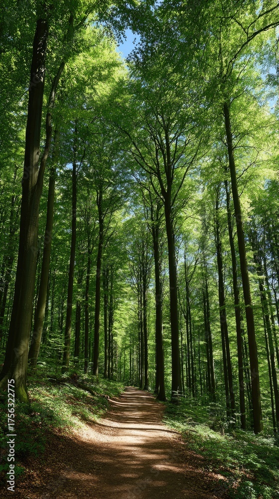 Fototapeta premium Forest path leads towards the sunlight filtering through tall green trees