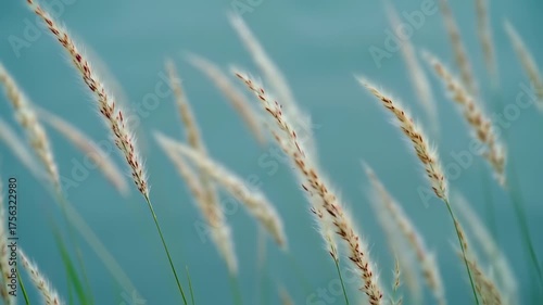Swaying Grasses Against a Serene Blue Backdrop: Nature's Beauty