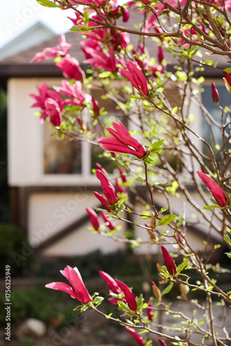 Blooming pink magnolias in sunny weather in the garden.