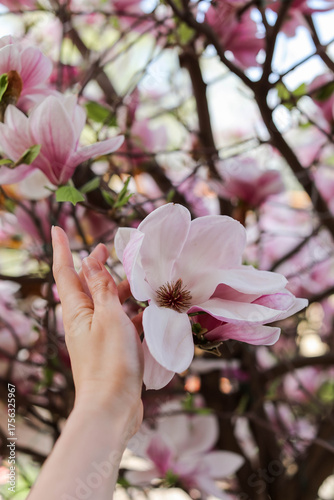 Blooming pink magnolias in sunny weather in the garden.