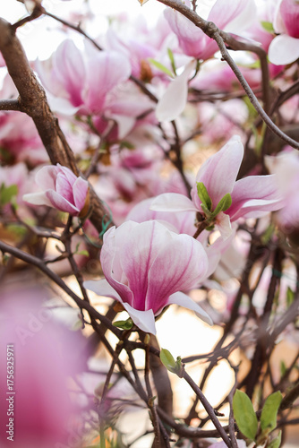 Blooming pink magnolias in sunny weather in the garden.