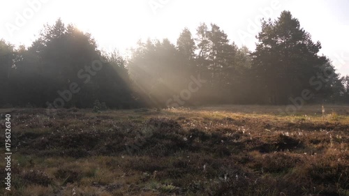 autumn morning in the forest