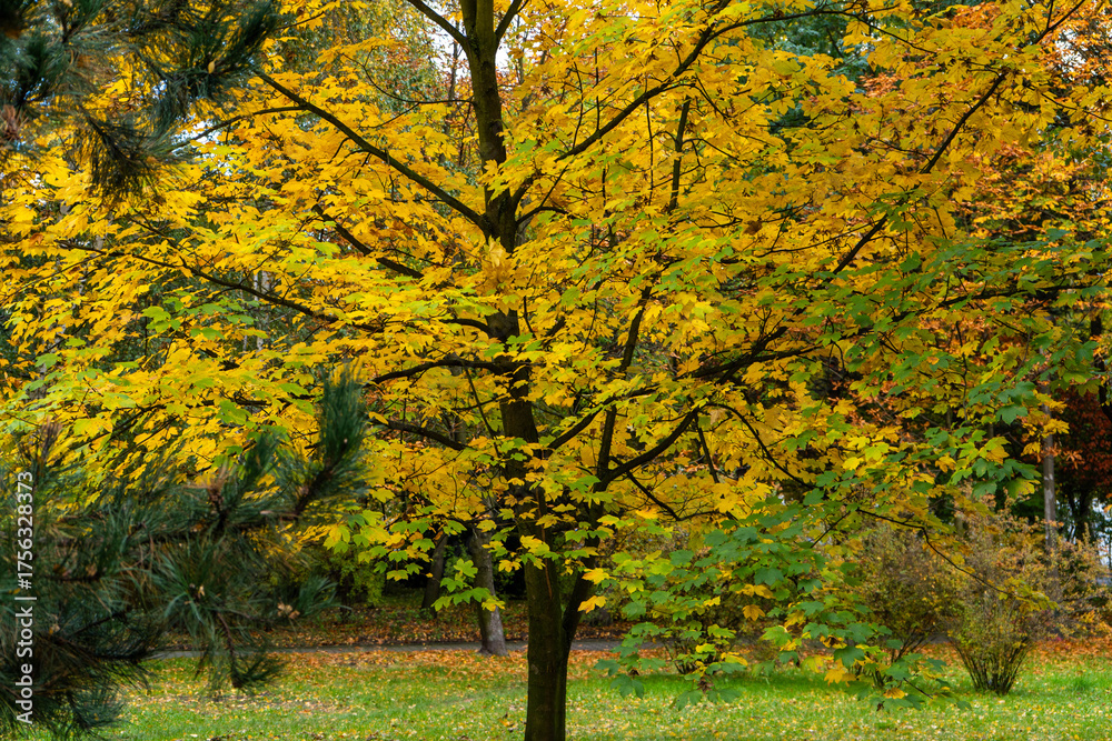 Fototapeta premium autumn trees in the park