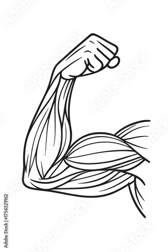 Flexed muscular arm outline on a dark background, illustrating bicep and forearm anatomy in a minimalist line art style, symbolizing strength, fitness, bodybuilding, and powerful workout motivation.