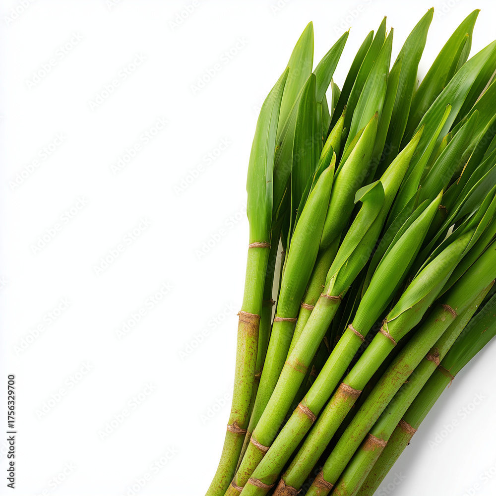 Fototapeta premium salacca palm shoots on white background