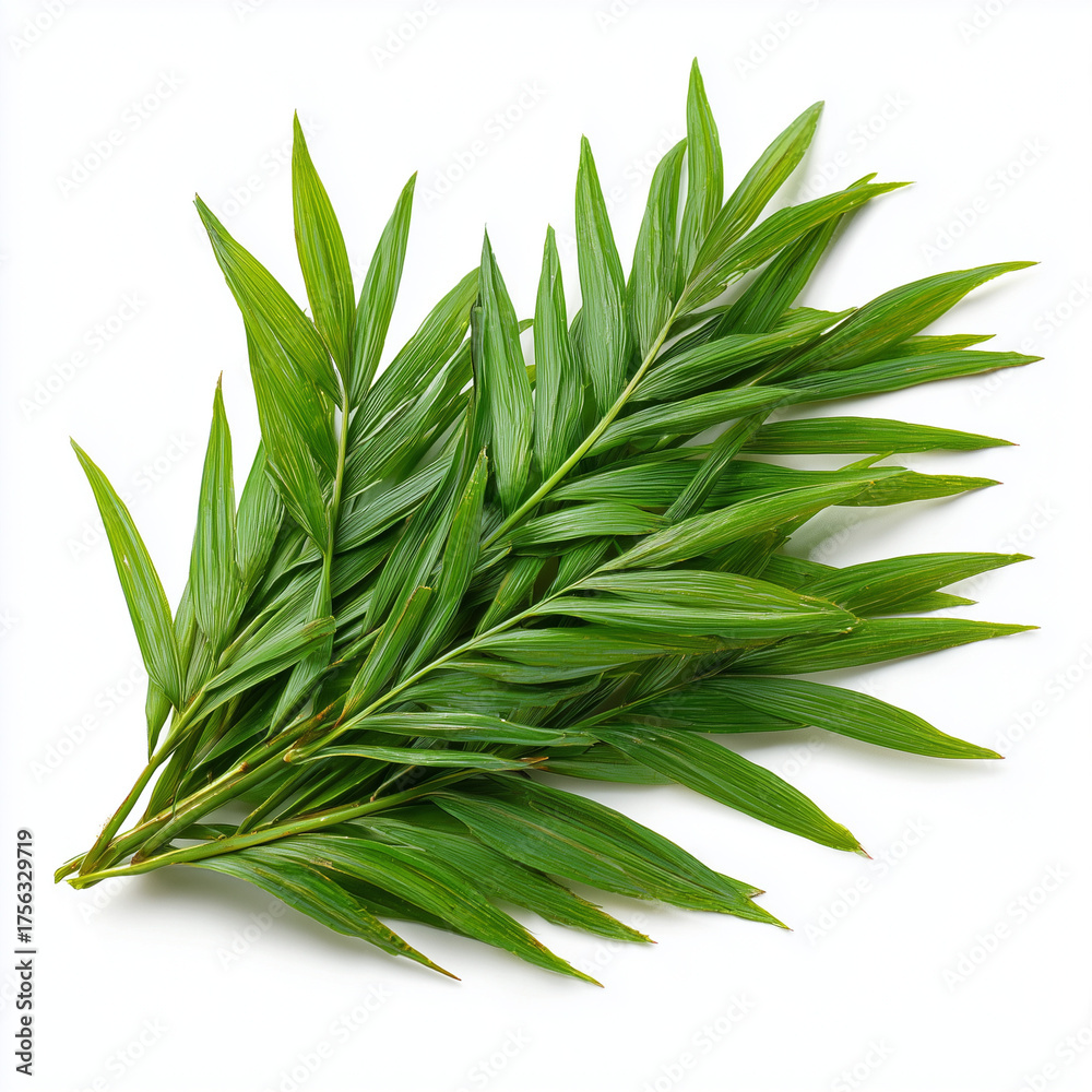Fototapeta premium salacca palm shoots on white background