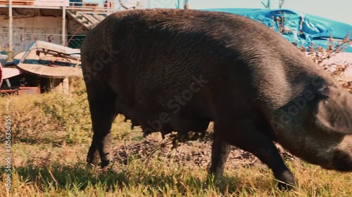 Large black sow walking freely across green meadow on a sunny countryside day, sniffing the grass and exploring nature. Concept of rural farming, animal welfare, and pig freedom.