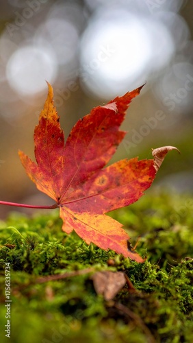Single maple leaf with red autumn color and curled edges resting on moss in soft overcast light