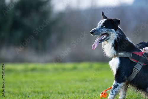 ein aufgeregt wartender Hund möchte Ball spielen wird aber noch festgehalten Border Collie blueye merle sitz