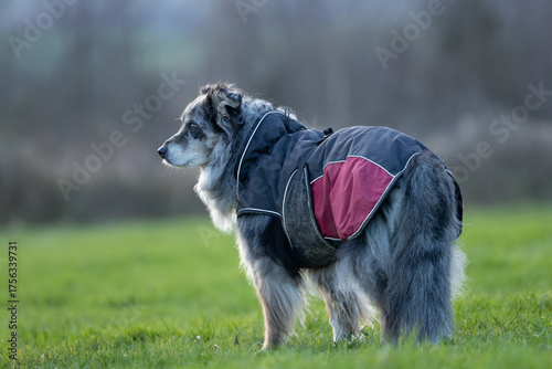 eine alte kranke Hundedame Seniorin mit Hunde Mantel auf einer grünen Wiese traurig guckend an einem Wintertag Australian Shepherd grey merle
