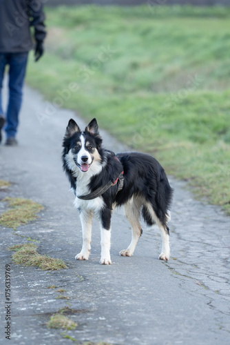 ein junger tricolor Border Collie Hunde mit Stehohren mit Hundegeschirr freilaufen mit seinem Besitzer auf einem Spaziergang stehend auf einer Straße erwartungsvoll guckend